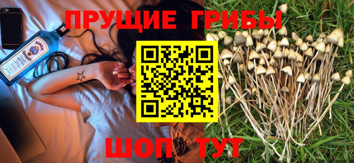 Нурлат  Псилоцибиновые грибы Psilocybe  Вход с VPN  Псилоцибиновые грибы мухоморы 